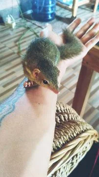 Cute pet squirrel II Stock Photos