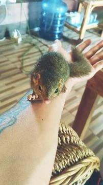 Cute pet squirrel III Stock Photos