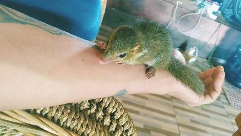 Cute pet squirrel Stock Photos