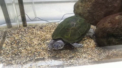A cute pet turtle in a tank. Stock Footage 101000406