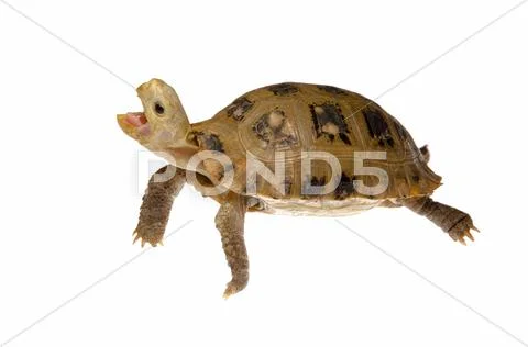 cute pet turtle tortoise Stock Photos