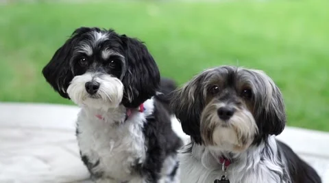 Cute pets, Havanese dogs in slow motion | Stock Video | Pond5