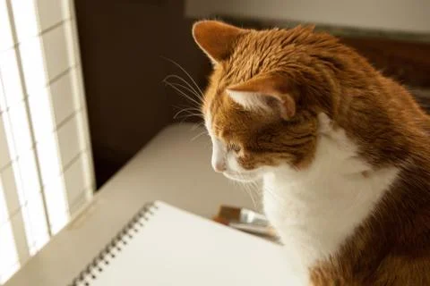Cute pie top kitty looking into studio light Stock Photos