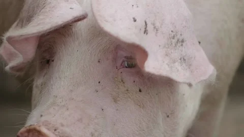 Cute pig in a farm Stock Footage 132858879