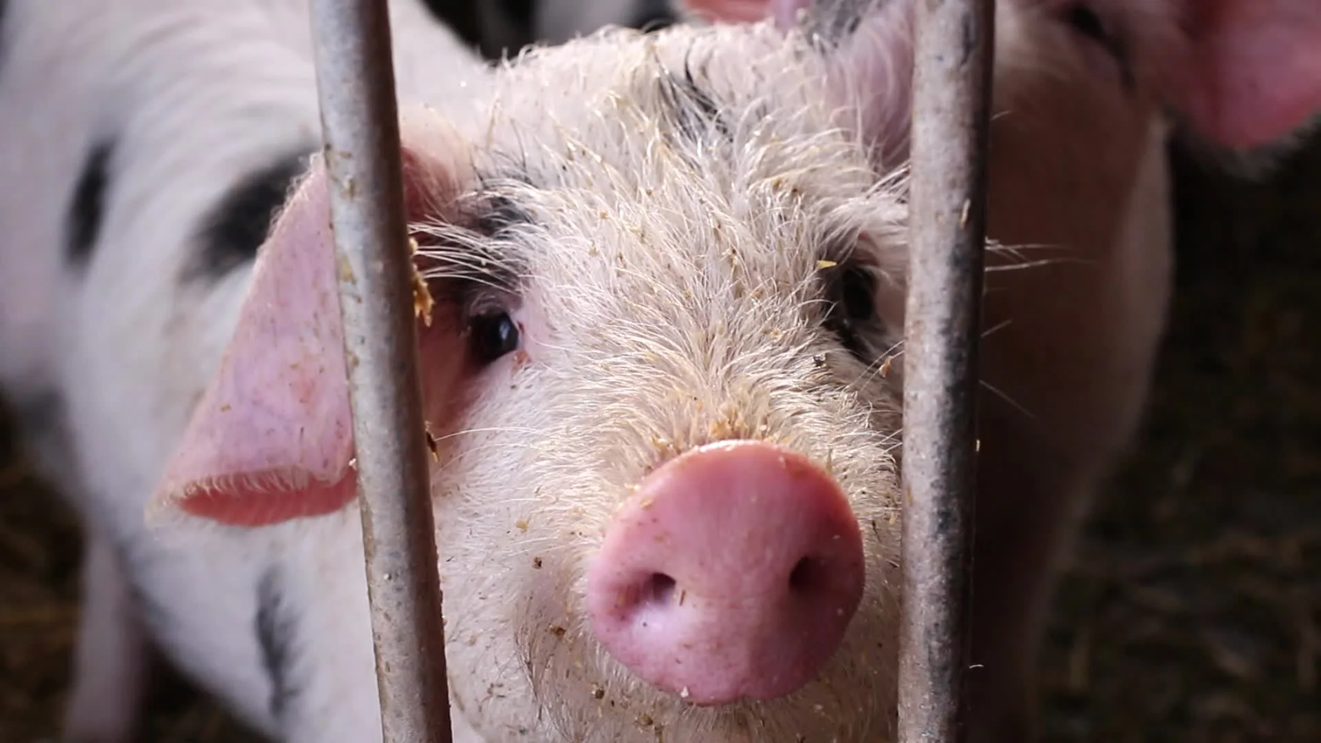 cute farm pigs