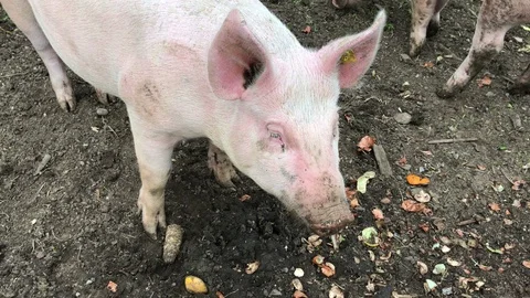 Cute Pig Stock Footage 107683456