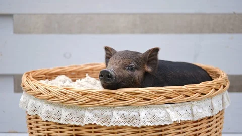 A cute pig lie at basket Stock Footage 95071817
