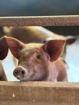 Cute Pig in Stable Stock Photos