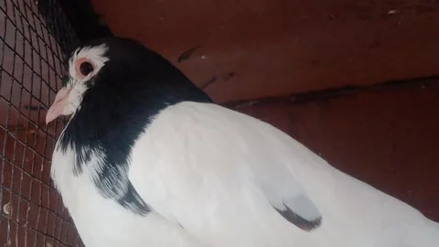 Cute Pigeon Looking Into the Camera Stock Footage 346267452