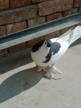 Cute Pigeon in Sunlight Stock Photos
