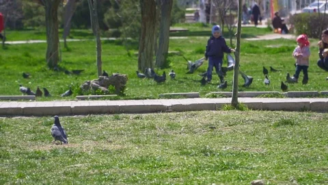 Cute pigeons and children on the batchground on a green lawn in the slow motion Stock Footage 106243742