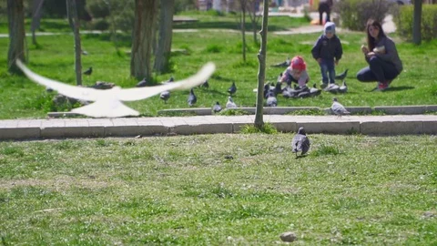 Cute pigeons and children on the batchground on a green lawn in slow motion Stock Footage 106244253