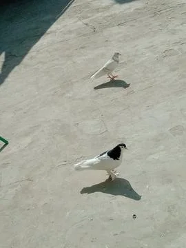 Cute Pigeons looking directly to the camera in sunlight Stock Photos