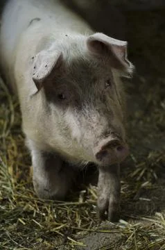 Cute Piglet in Barnyard Stock Photos