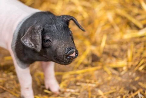 Cute piglet from german breed Stock Photos