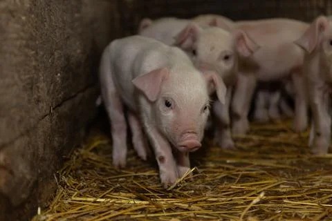 Cute Piglets Explore Their Cozy Barn Environment During the Day Stock Photos
