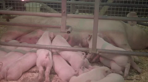 Cute piglets feeding Stock Footage 57245494