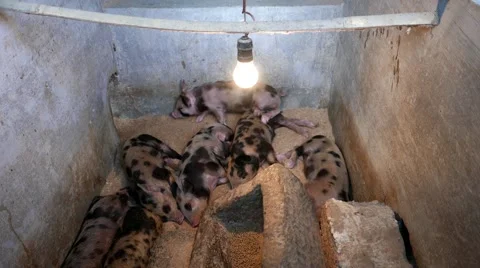 Cute piglets sleeping 動画素材 50880234