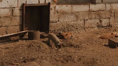 Cute piglets with striped backs emerge from pigsty and lie down in holes dug in Видео 317228505