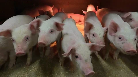 Cute pigs on a pig farm Stock Footage 166801138