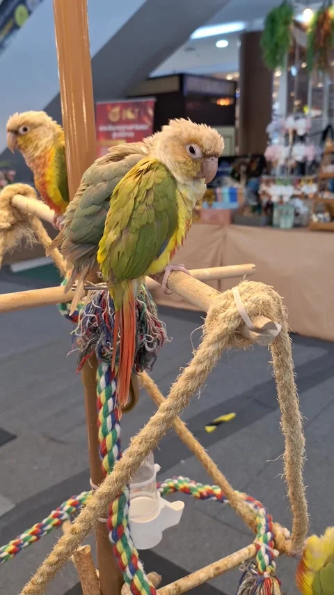 Cute Pineapple Green Cheek Conure Sitting on Wooden Perch Stand Vídeos de archivo 341941223