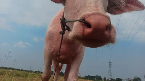 The cute pink Buffalo Stock Footage 247938621
