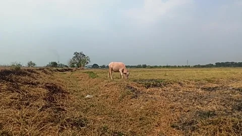 The cute pink Buffalo Stock Footage 251416866