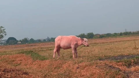 The cute pink Buffalo Stock Footage 251416878
