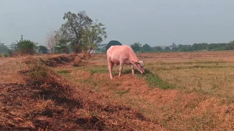The cute pink Buffalo Stock Footage 251416880