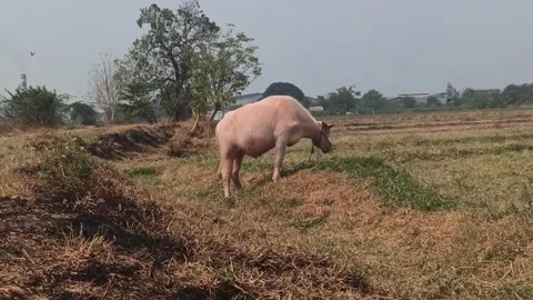 The cute pink Buffalo Stock Footage 251416887