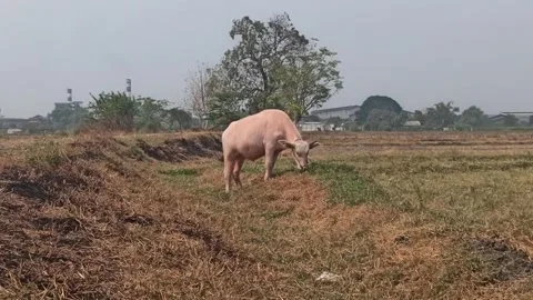 The cute pink Buffalo Stock Footage 251416888