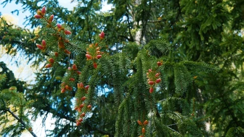 Cute pink conifer cones on branches swinging in the wind Stock Footage 94427604
