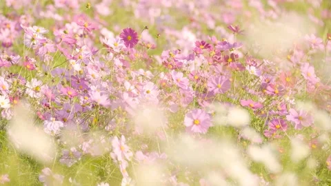 Cute Pink Cosmos Blossoms Blooming and Blowing in Autumn or Fall Stock Footage