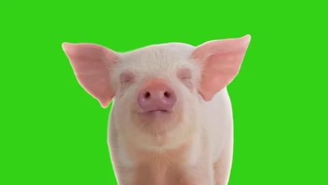 Cute pink piglet head looking at camera on green screen. Animated cinemagraph Stock-Footage 331785649