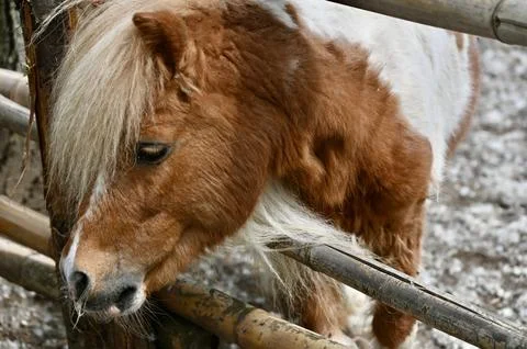 Cute Pinto Pony Looking Through a Wooden Fence Stock Photos