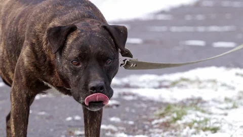 Cute pit bull dog on a walk in a winter park.The dog looks somewhere with intere Stock Footage 327214907