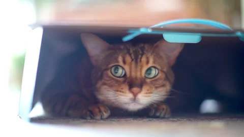 Cute playful cat hiding inside cardboard box. Closeup. Stock Footage 285578017