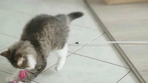 Cute playful fluffy kitten attack cat toy ball in slow motion 4K Stock Footage 222104028