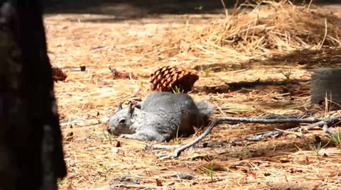 Cute Playful Gray Squirrel Видео 39386928