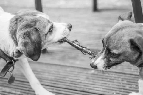 Cute playful Jack Russel pup playing with a beagle. Black and white Stock Photos