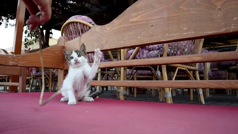 Cute playful kitten is playing with a sprig. Video stock 98273673