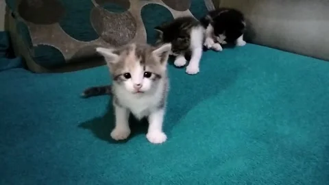 Cute Playful Kittens Playing Together at Home | Adorable Pet Animal Footage Stock Footage 285483840