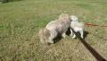 A Cute Playful Lhasa Apso Puppy HD Footage