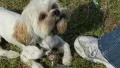A Cute Playful Lhasa Apso Puppy And Treats HD Footage