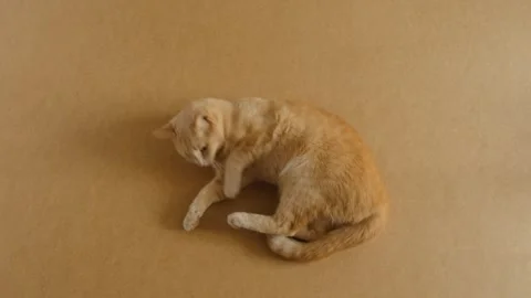 Cute playful orange tabby cat rolling and playing on a brown background floor Vídeos de archivo 337289876