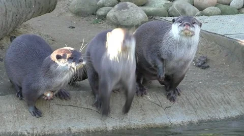 Cute playful otters Stock Footage 46679249