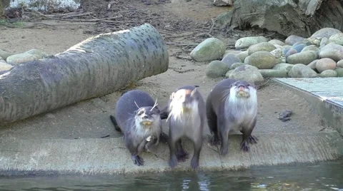 Cute playful otters Stock Footage 46679637