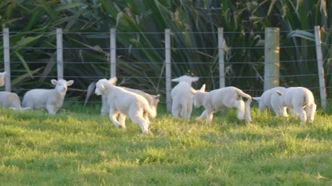 Cute playful spring lambs jumping in a field Stock Footage 249257597