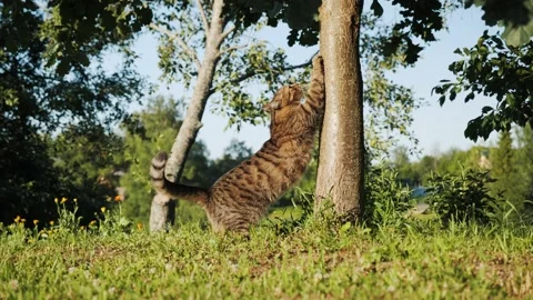 Cute playful tabby ginger gray cat scratching and sharpening claws on tree Stock-Footage 218418941