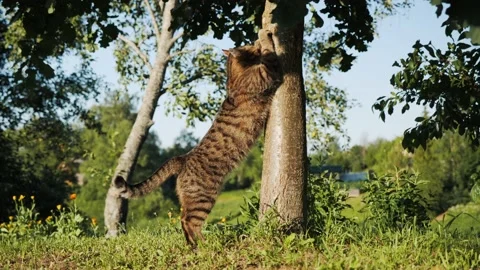 Cute playful tabby ginger gray cat scratching and sharpening claws on tree Stock-Footage 219244139